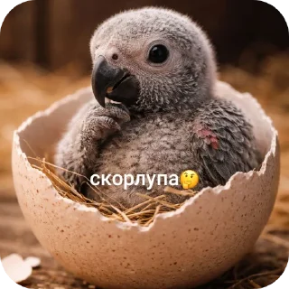 🐦 emoji Самые милые на свете попугаи жако и их друзья Telegram sticker 3 of 88