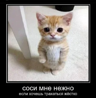 😺 emoji 💕Стики тут: @sekstick Telegram sticker 23 of 69