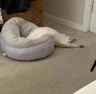 😴 emoji котятки Telegram sticker 22 of 79