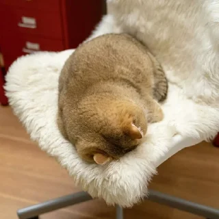 🥺 emoji котятки Telegram sticker 24 of 79