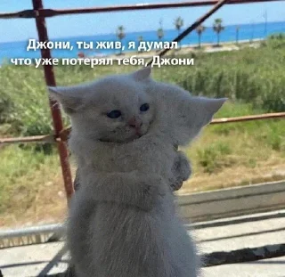 😩 emoji котятки Telegram sticker 19 of 79