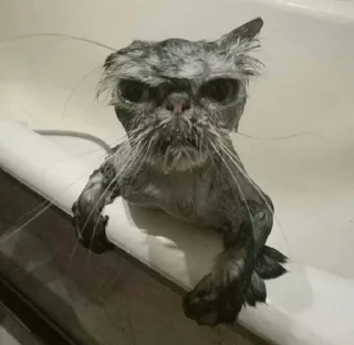 😡 emoji котятки Telegram sticker 1 of 79