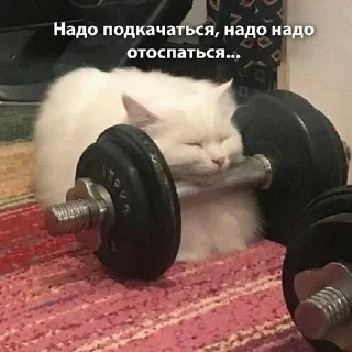 😴 emoji котятки Telegram sticker 8 of 79