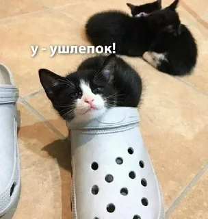 😠 emoji котятки Telegram sticker 16 of 79