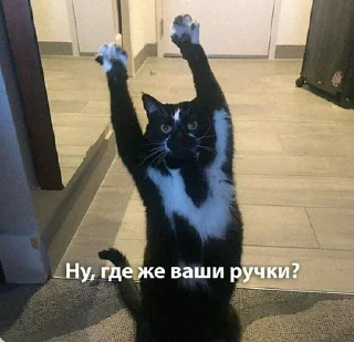 🙃 emoji котятки Telegram sticker 11 of 79