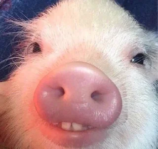 🤓 emoji Хрюшки Telegram sticker 21 of 57