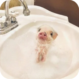 🧖 emoji Свинки || @Alyona_Ferfetsckaya Telegram sticker 17 of 20
