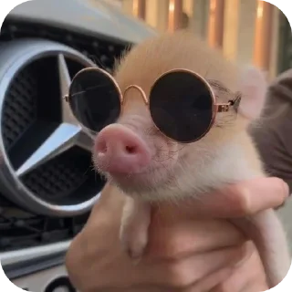 😎 emoji Свинки || @Alyona_Ferfetsckaya Telegram sticker 15 of 20