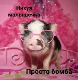 😍 emoji Хрюшки Telegram sticker 23 of 57