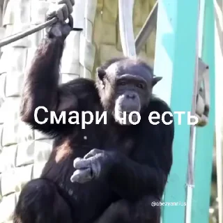 🌟 emoji Брадочки 2 Telegram sticker 18 of 90