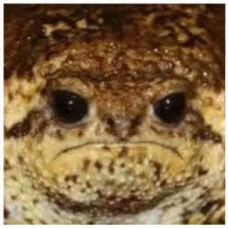 🐸 emoji 🐸🐸🐸 Telegram sticker 10 of 78