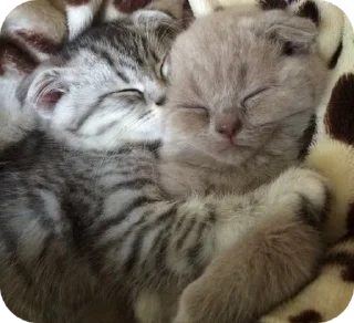 🌟 emoji котики для котика Telegram sticker 6 of 18