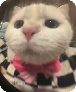 🌟 emoji котики для котика Telegram sticker 16 of 18