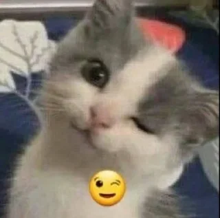 😉 emoji Kitty Telegram sticker 5 of 44