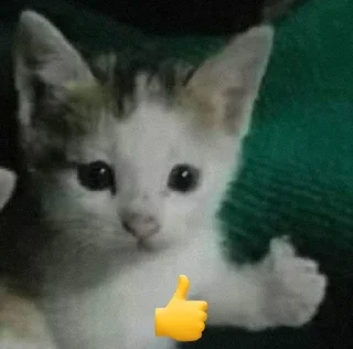 👍 emoji Kitty Telegram sticker 6 of 44
