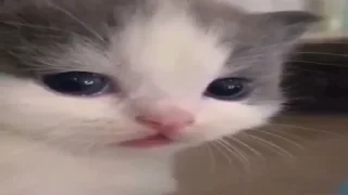 😦 emoji Кисëши^^ Telegram sticker 11 of 67