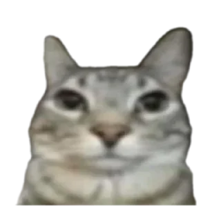 🐱 emoji плюшкин пак епты Telegram sticker 6 of 63