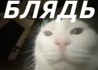 🌟 emoji плюшкин пак епты Telegram sticker 8 of 63