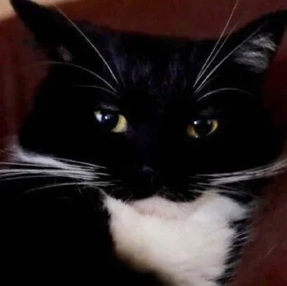 🌟 emoji плюшкин пак епты Telegram sticker 23 of 63