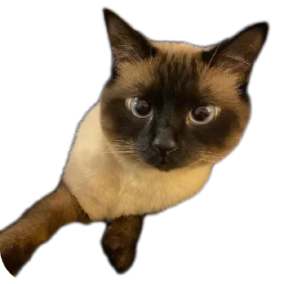 🐱 emoji ща Telegram sticker 17 of 17