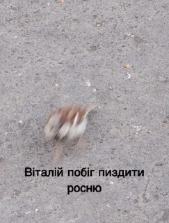 🐦 emoji Степанівка Telegram sticker 11 of 120