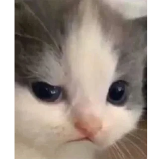 🤨 emoji Икона Telegram sticker 16 of 31
