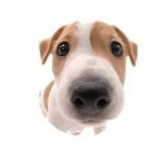 😐 emoji Икона Telegram sticker 8 of 31