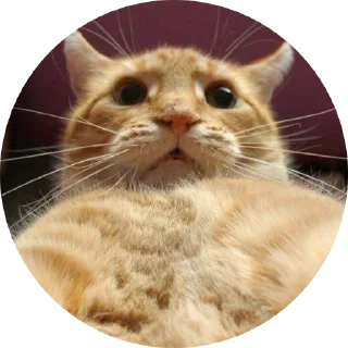 🙀 emoji Fake Circle | @plagn Telegram sticker 11 of 19