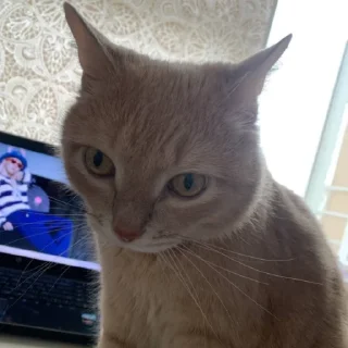 😵‍💫 emoji вы все рабы персика Telegram sticker 11 of 22