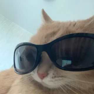 😎 emoji вы все рабы персика Telegram sticker 22 of 22