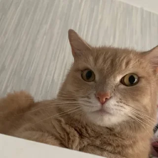 🤨 emoji вы все рабы персика Telegram sticker 8 of 22