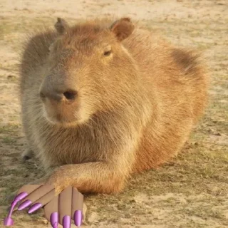 🙄 emoji CAPYBARA Telegram sticker 12 of 18