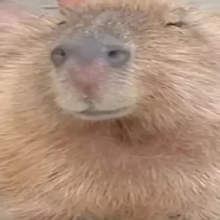 😌 emoji CAPYBARA Telegram sticker 13 of 18