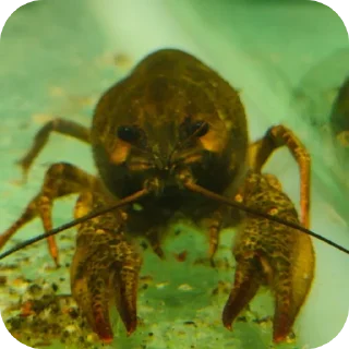 🦞 emoji Креатив жизни Telegram sticker 23 of 119