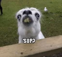 Sticker from Funny Animals