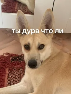 Sticker from данaилиулыбака?