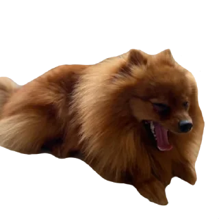 😮 emoji Шаурма Telegram sticker 23 of 48