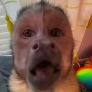 😏 emoji Обезьянки мемные хех Telegram sticker 5 of 99