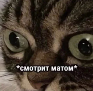 Sticker from Всратые животные
