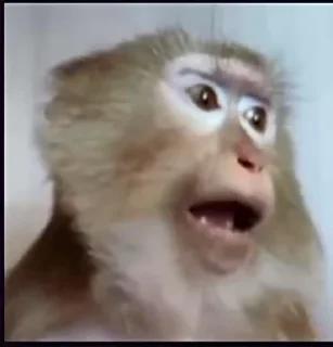 😨 emoji Обезьянки мемные хех Telegram sticker 16 of 99