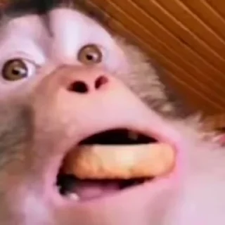 😕 emoji Обезьянки мемные хех Telegram sticker 20 of 99