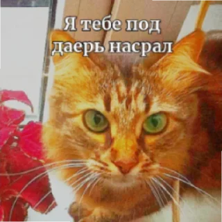 💥 emoji МАСЯ💥💣💥💣💣💥💣💥💣 Telegram sticker 7 of 24