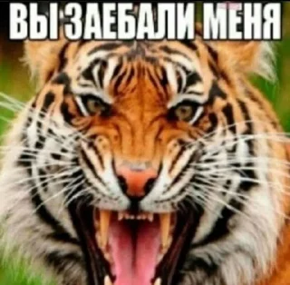 😡 emoji bebrochkin bruh pack Telegram sticker 7 of 66