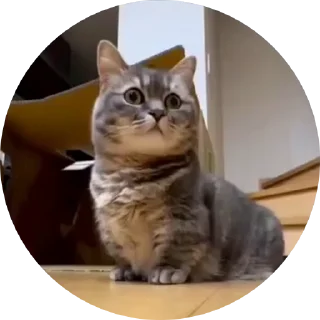 🤩 emoji Кокоа кружки от @Cocoa_Fans / @Cocoa_Fan @TgEmodziBot Telegram sticker 8 of 10