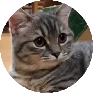 🤩 emoji Кокоа кружки от @Cocoa_Fans / @Cocoa_Fan @TgEmodziBot Telegram sticker 10 of 10