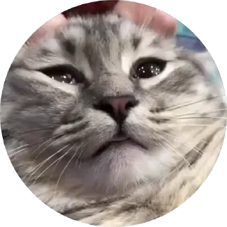 🤩 emoji Кокоа кружки от @Cocoa_Fans / @Cocoa_Fan @TgEmodziBot Telegram sticker 9 of 10