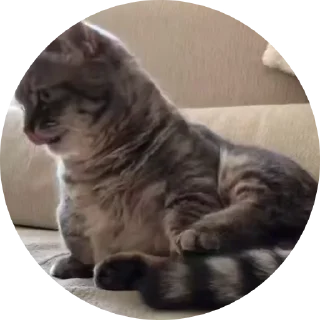 🤩 emoji Кокоа кружки от @Cocoa_Fans / @Cocoa_Fan @TgEmodziBot Telegram sticker 4 of 10