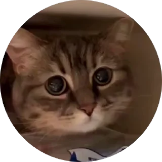 🤩 emoji Кокоа кружки от @Cocoa_Fans / @Cocoa_Fan @TgEmodziBot Telegram sticker 5 of 10