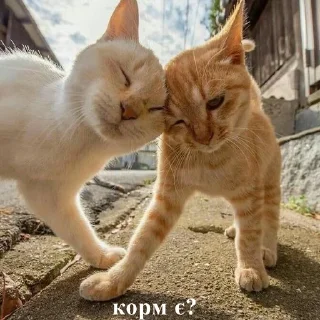 🐈 emoji me and who? Telegram sticker 15 of 24