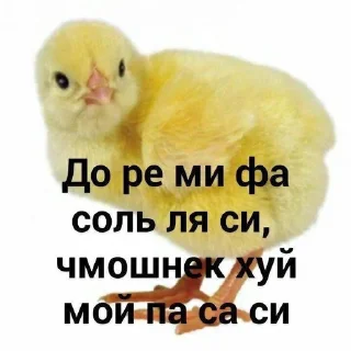 🐥 emoji Залупа твоей матери <3 Telegram sticker 5 of 110